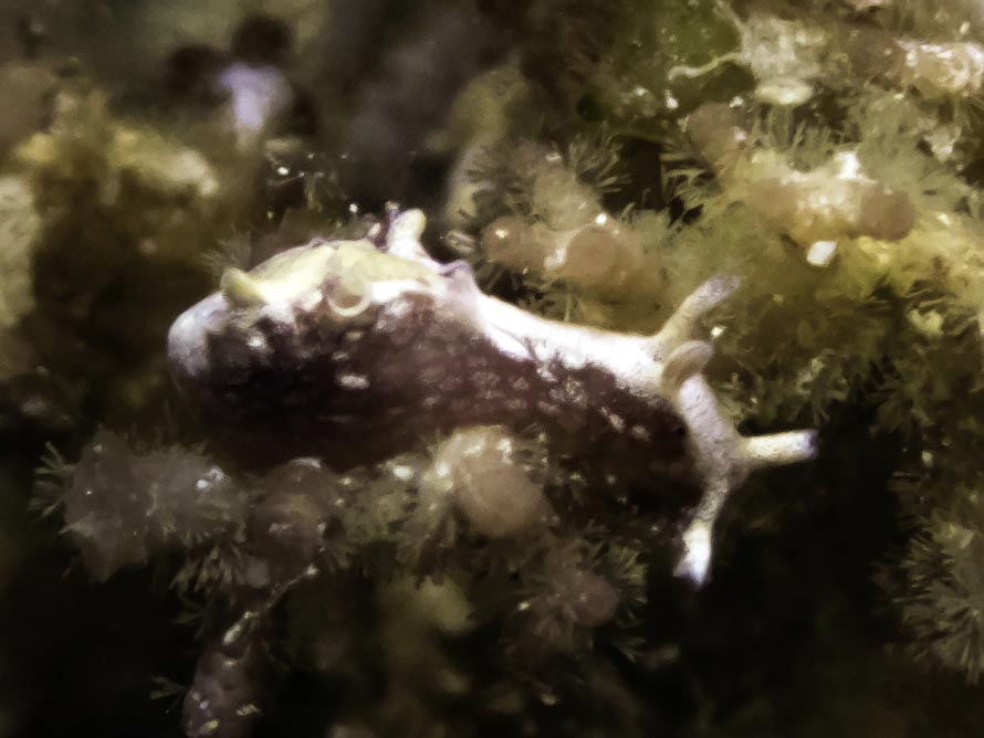 Aplysia sp. B